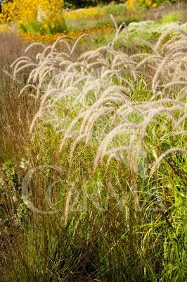 PENOR 17,5x17,5:4L MC