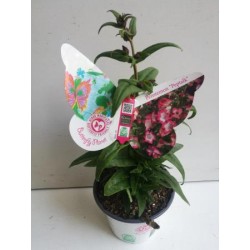 PENPE 14 Serig. "Butterfly"