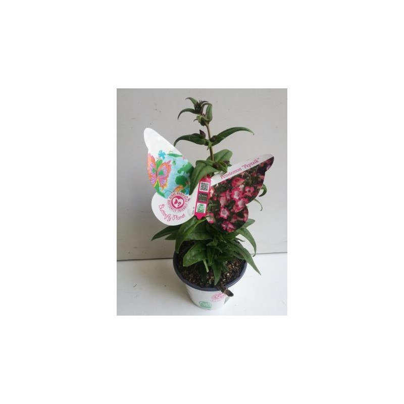 PENPE 14 Serig. "Butterfly"