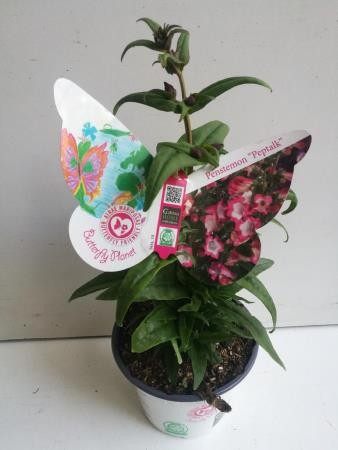 PENPE 14 Serig. "Butterfly"