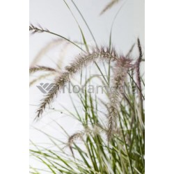 PENSK 17,5x17,5:4L MC