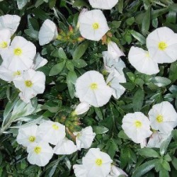 CONEO 15,5x15,5:2,5L...