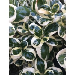 COPMA 15,5x15,5:2,5L...