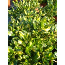 COPPI 15,5x15,5:2,5L...