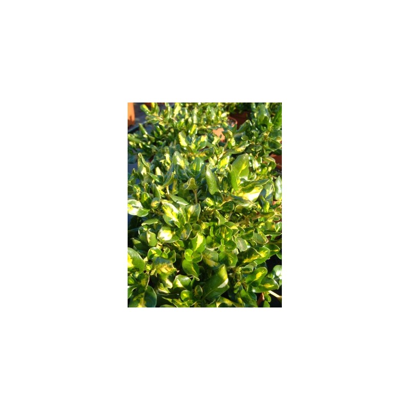 COPPI 15,5x15,5:2,5L Mediterránia