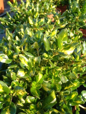 COPPI 15,5x15,5:2,5L Mediterránia