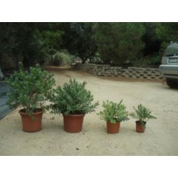 COPSP 15,5x15,5-2,5L...