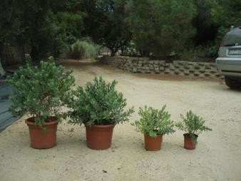 COPSP 15,5x15,5-2,5L Mediterránia