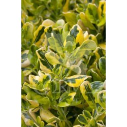 COPTA 15,5x15,5:2,5L...