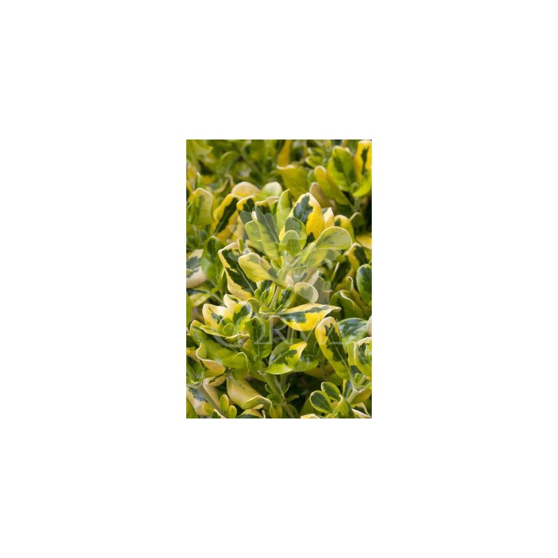 COPTA 15,5x15,5:2,5L Mediterránia