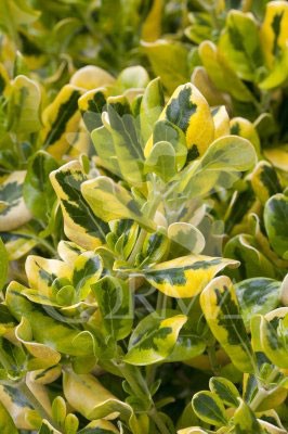 COPTA 15,5x15,5:2,5L Mediterránia