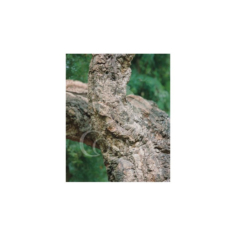 CORCH FAJO 4 uds 100 cms E