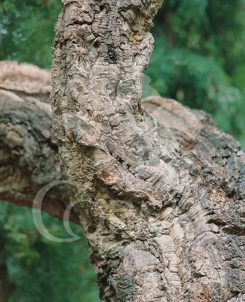 CORCH FAJO 4 uds 100 cms E