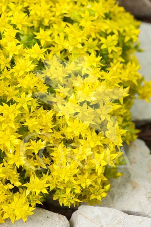 SEDUM Decor.cristal LLAGRIMA E