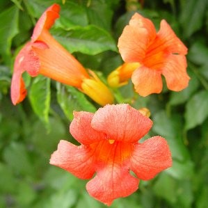 CAMPS 11x11:2L 1 caña/tut.75