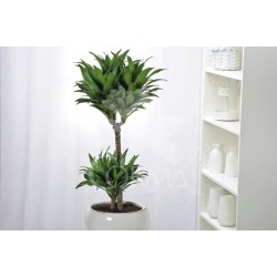 DRCOM 22 Tro.30/60/90 E