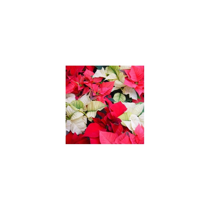 POMIX 14 Purpurina E