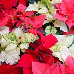 POMIX 14 Purpurina E