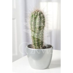 OTCHE 15,5x15,5-2,5L...