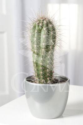 OTCHE 15,5x15,5-2,5L Mediterránia