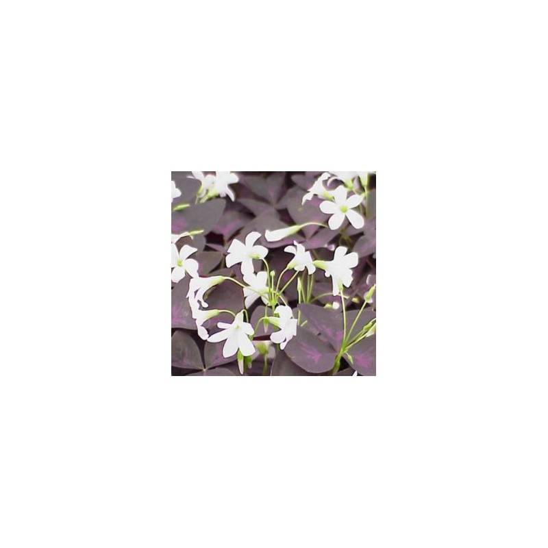 OXALI 4,5L MC "Origins"