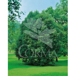 QUERC 15L Alt.125/150 E