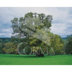 QUERU Rama Prese. nº 20 Rojo E