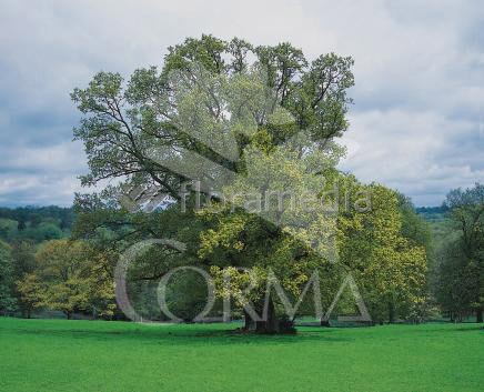 QUERU Rama Prese. nº 20 Rojo E