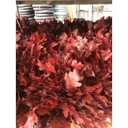 QUERU Rama Prese. nº 20 Rojo E