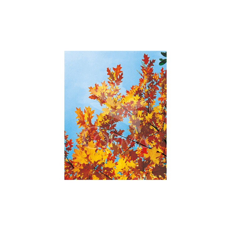 QURUB 10L Alt.200/225 E