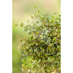 MUECO 22 MC Colgador E