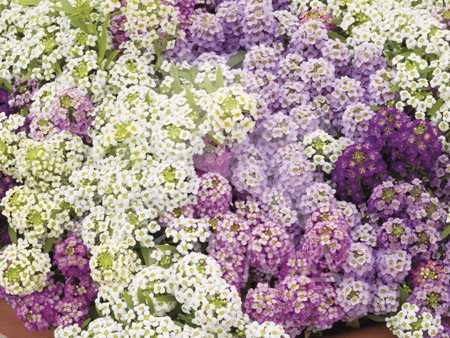 LOBUL 13 Bye Pulgón