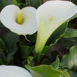 CALAS 4,5L MC "Origins"