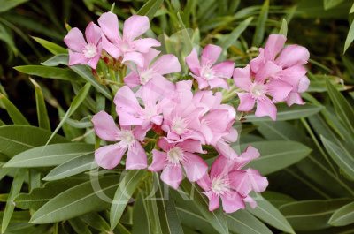 BAMIN 15,5x15,5-2,5L Mediterránia