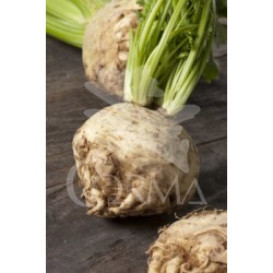 APIUM Band.08x06 Apio E