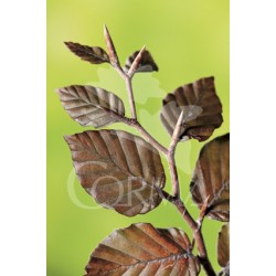 FASAT 10L Alt.125/150 E