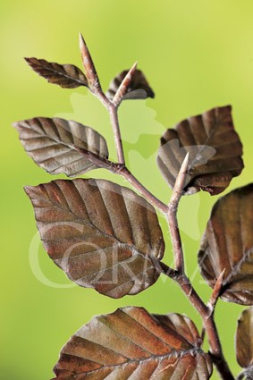 FASAT 10L Alt.125/150 E