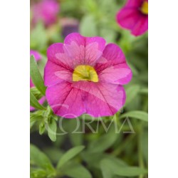 CALMX 25 Tarrina Tricolor