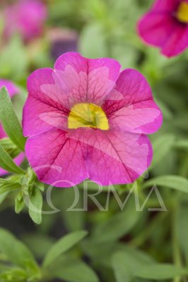 CALMX 25 Tarrina Tricolor