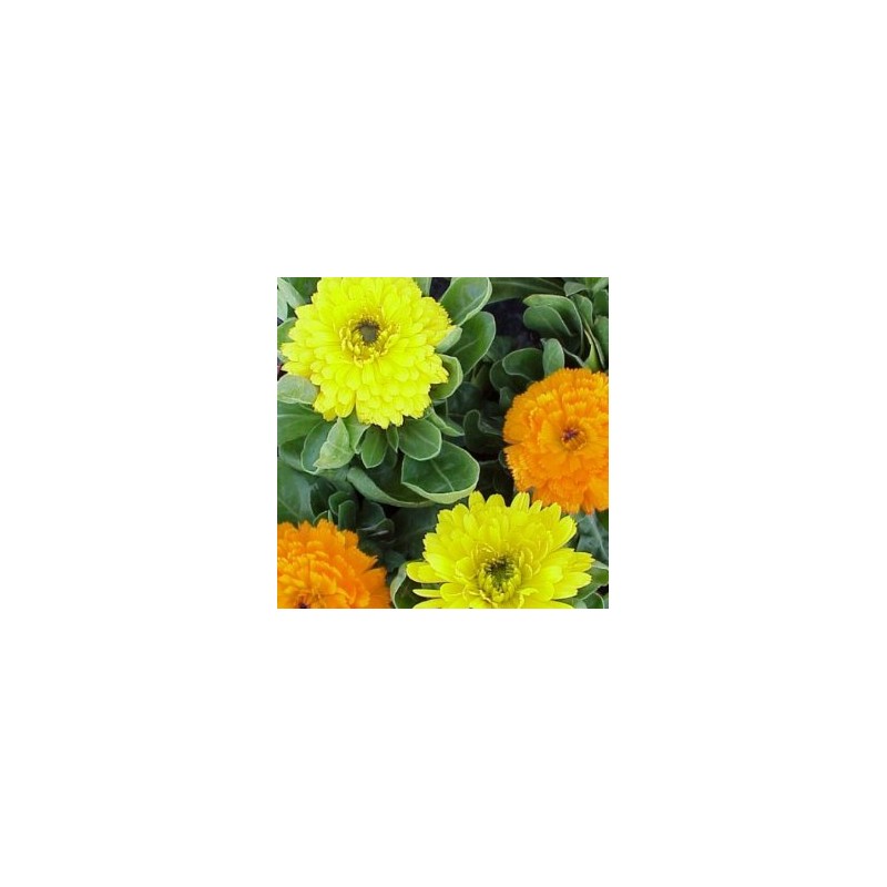 CALOF 13 Bye Pulgón