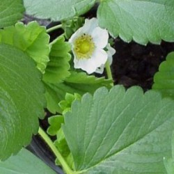 FRESO 10,5 Fresa Framberry E