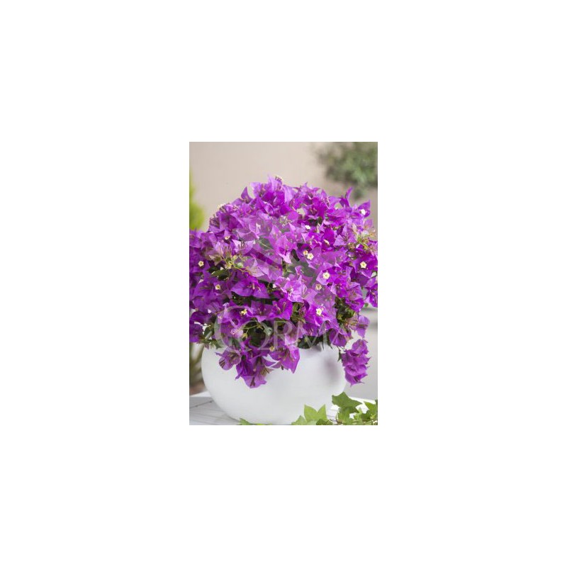 BOUAL 17 TT Pant.60 E