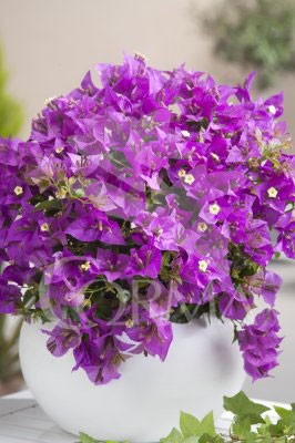 BOUAL 5L Copa 90/100 E