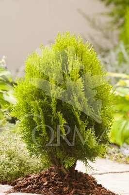 TUAUR 10L Alt.40/50 E