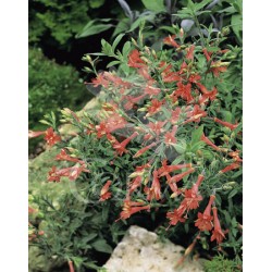 EPICA 15,5x15,5:2,5L...