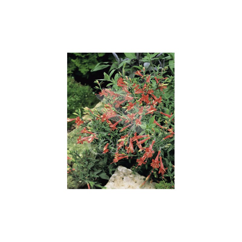 EPICA 15,5x15,5:2,5L Mediterránia