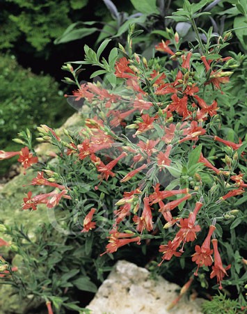 EPICA 15,5x15,5:2,5L Mediterránia