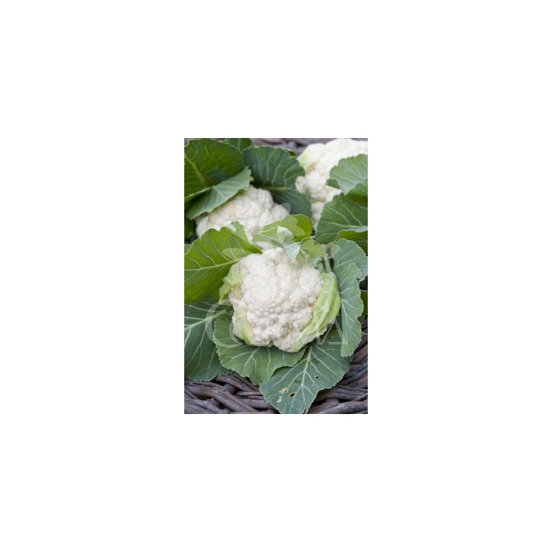COLIF Band.08x06 Coliflor Blanca E
