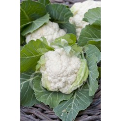 COLIF 10,5 Coliflor Verde E