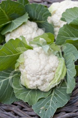 COLIF 10,5 Coliflor Romanesco E